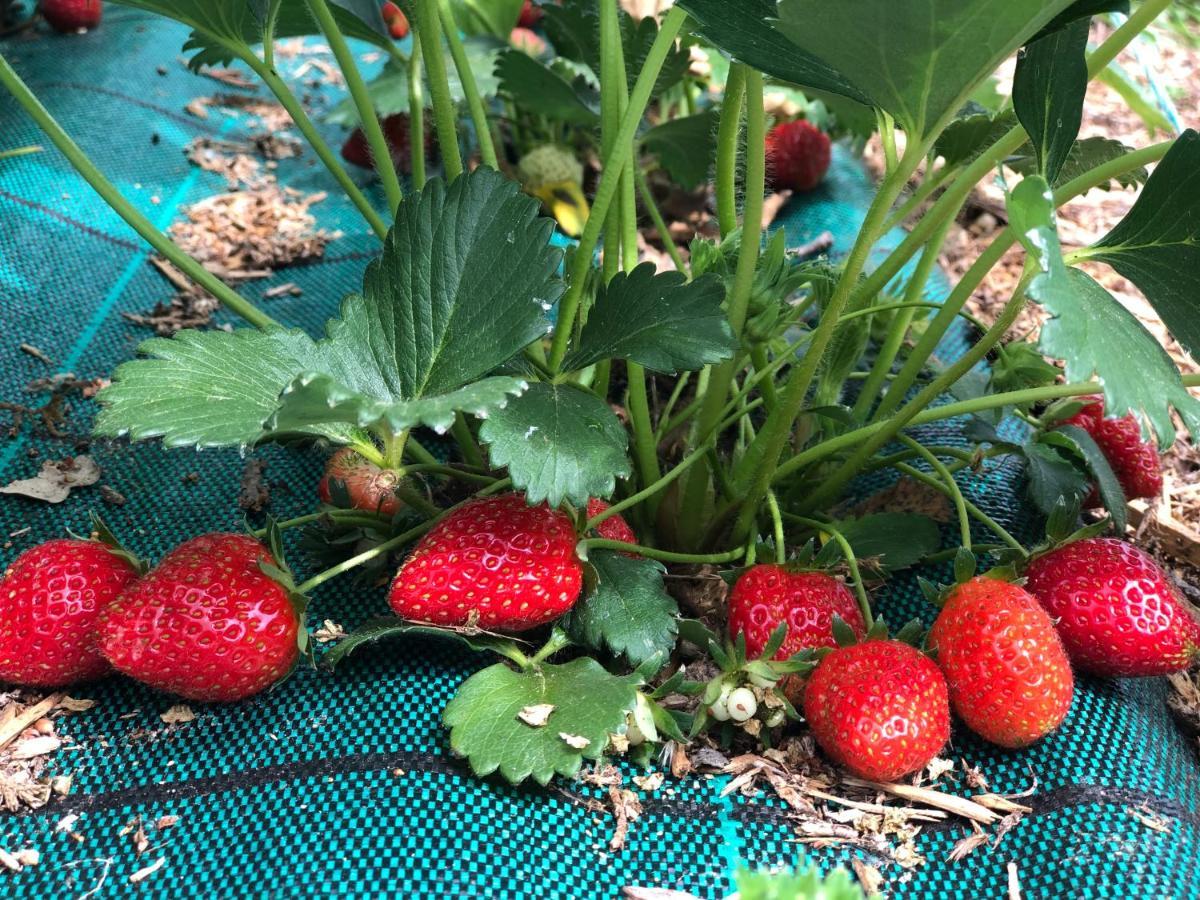 Gite A La Ferme De Verdurette Cordes-Sur-Ciel Zewnętrze zdjęcie