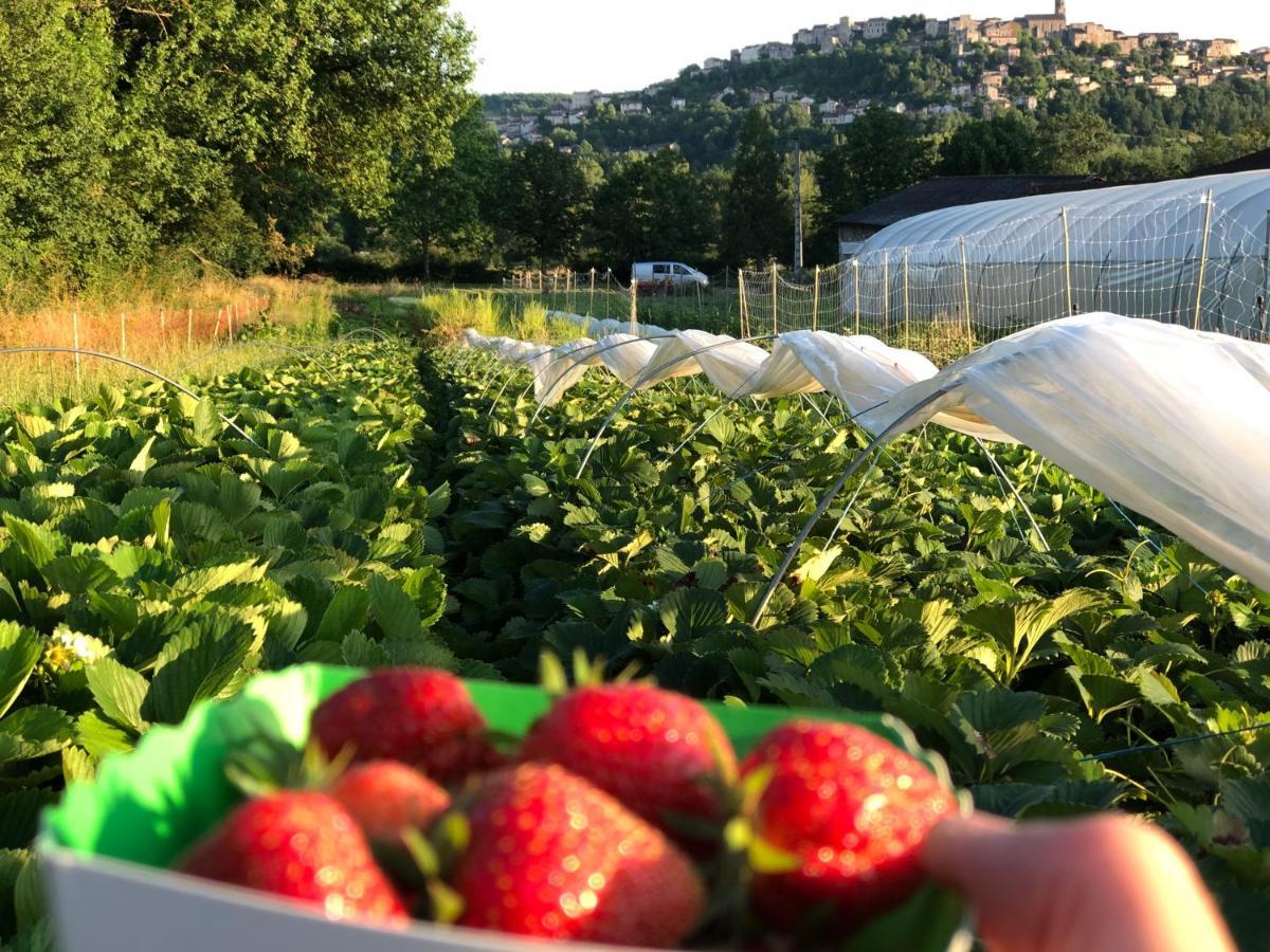 Gite A La Ferme De Verdurette Cordes-Sur-Ciel Zewnętrze zdjęcie