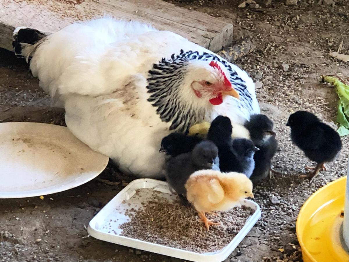 Gite A La Ferme De Verdurette Cordes-Sur-Ciel Zewnętrze zdjęcie