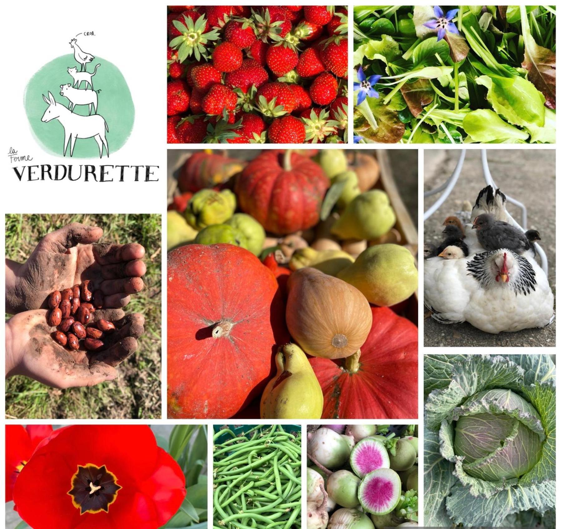 Gite A La Ferme De Verdurette Cordes-Sur-Ciel Zewnętrze zdjęcie